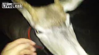 LiveLeak.com - Playing With Buck And Skunk Gets Involved