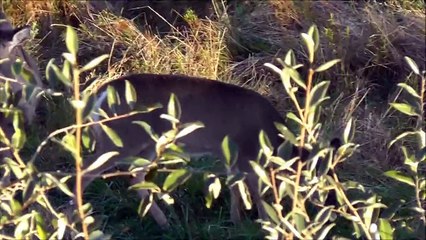 LiveLeak.com - Heart Shot With Compound Bow