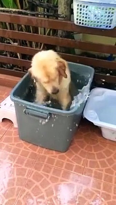 labrador en tina