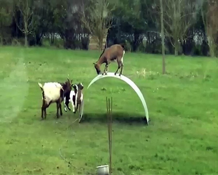 Funny videos animal 2015 - Goats entertainment, Play funny