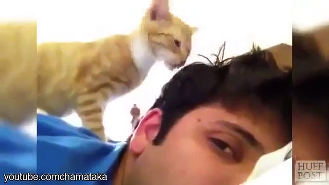 Cat Alarms