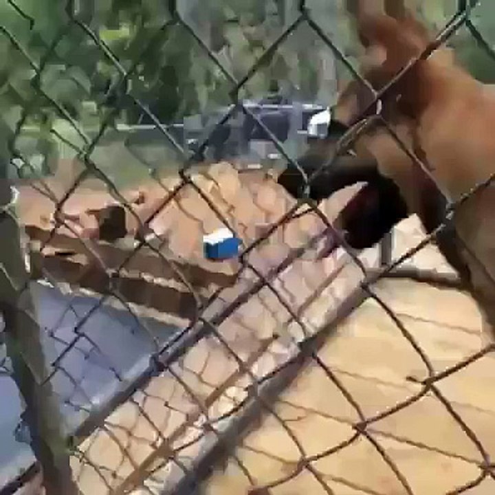 PERRO CABRON