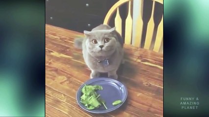 Funny Surprised Cat Hidden & Guilty