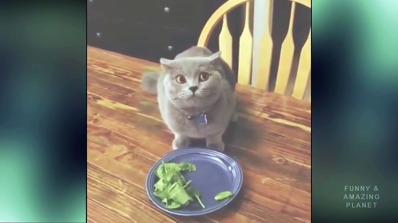 Funny Surprised Cat Hidden & Guilty