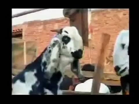 funny Punjabi Clips totay bakra mandi lamb market qurbani eid qasai punjabi