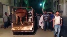 Lush scene-Karachi Maweshi Mandi _ Facebook