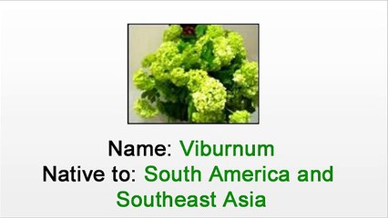 Florist in NYC - What You Should Know About Viburnum