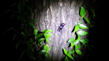 クワガタ採集ダイアリー 2014年6月上旬 その4