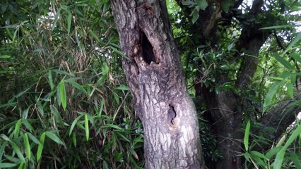 クワガタ採集ダイアリー 2014年6月上旬 その3