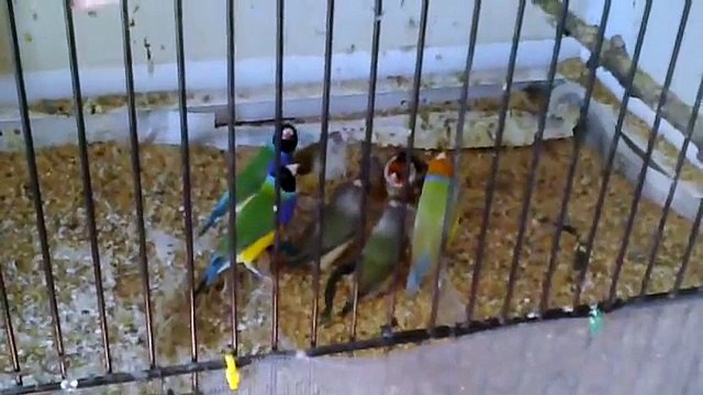 Gouldian Finch es ( Gökkuşağı İspinozu ) listening Goldfinch ( Saka ) :)