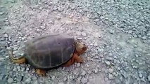 Watch What Happens when This Dude Goes Messing with a Snapping Turtle