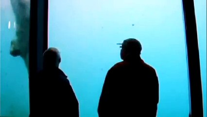 Un ours polaire brise lui-même la vitre de son aquarium avec une pierre .