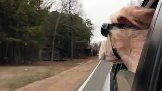 Chilled Retriever Goes for a Drive With Her Doggy Goggles