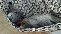 Baby Donkey is the happiest sleeping in a Hammock