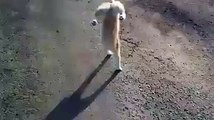 Cat walk on Two Legs amazing Talent by cat must watch amazing video 2015