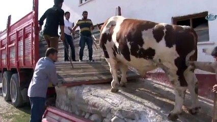 2 tonluk boğa satıldı