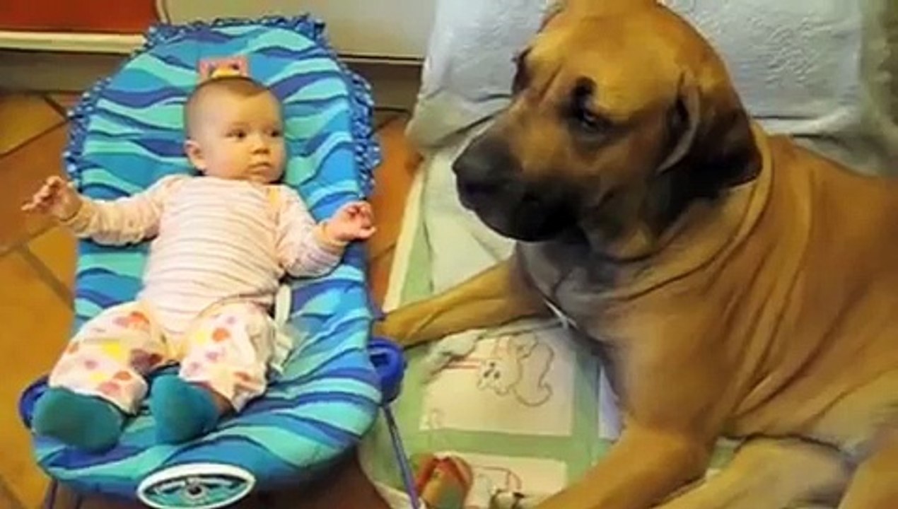 Dog tissue
