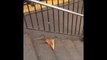 Rat drags Pizza slice down the stairs in the NYC Subway! Metro Fact!