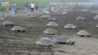LiveLeak.com - Tourists disrupt endangered Sea Turtles