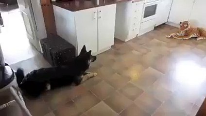 Sünger Kaplandan Korkan Köpek