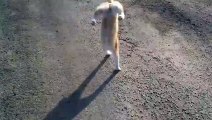 Amuda Kalkıp Yürüyen Kedi