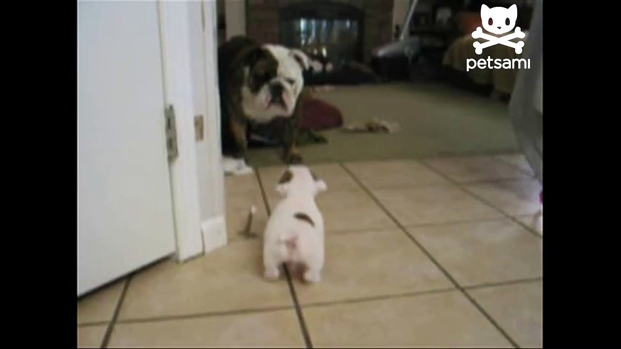 Bebe bulldog fait peur à sa maman