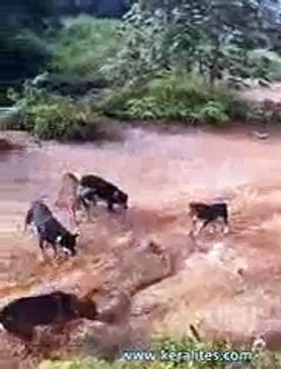 Huge King Cobra Vs a Pack of Domestic Dogs