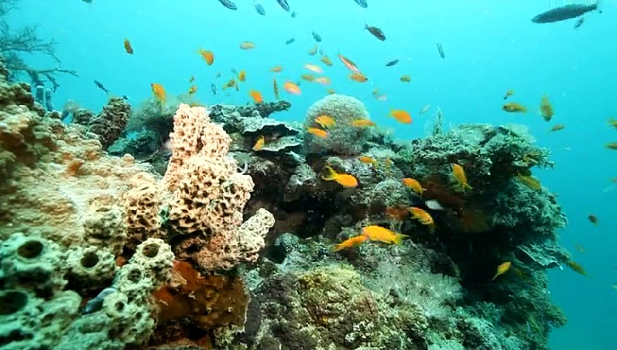 Karani, un agent investi au coeur du Parc naturel marin de Mayotte