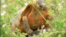 Tortoise & Turtle - Wildlife Documentary - Animal Planet - National Geographic Documentari