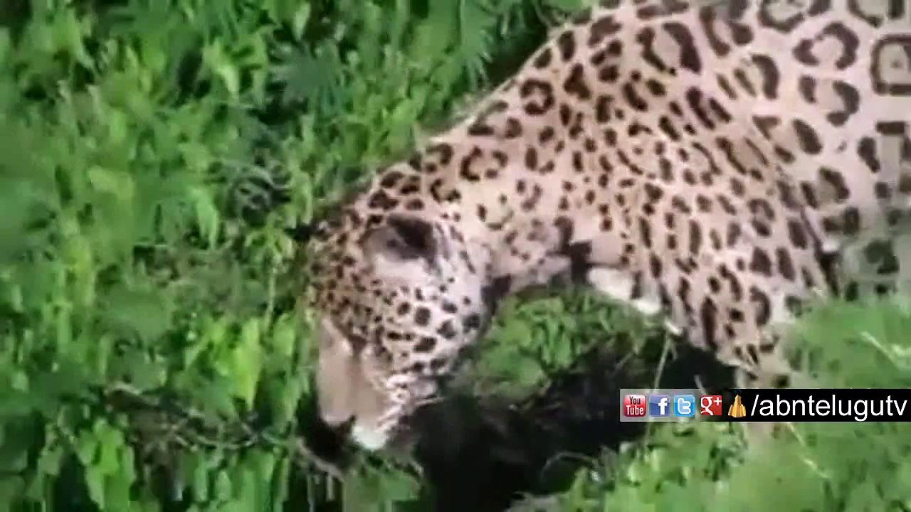 Jaguar diving into river to catch a Alligator video Dailymotion