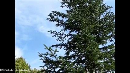 Blue Jay - Catching peanuts for a livin' (slow Motion)