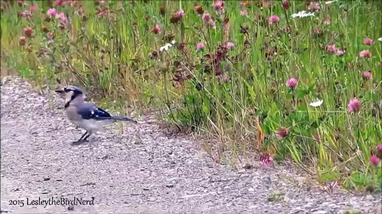 Blue Jay - Hoppity hop hop