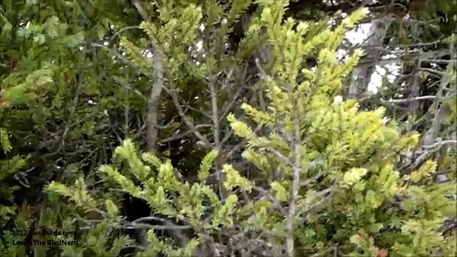 Blue Jay calls and sounds Part 2