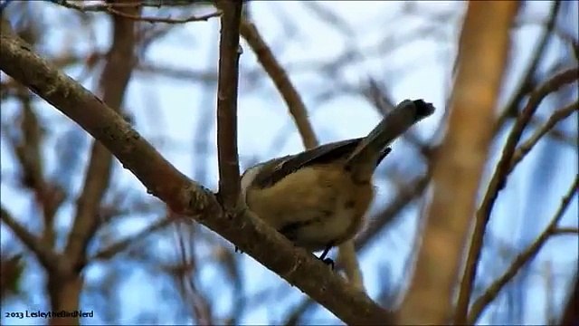 Black-Capped Chickadee Calls and Sounds - Fee Bee Call, Chicka Dee Dee Dee Call and a couple others