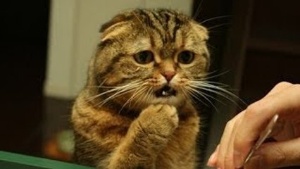 Cute cats feel confused Funny cat compilation