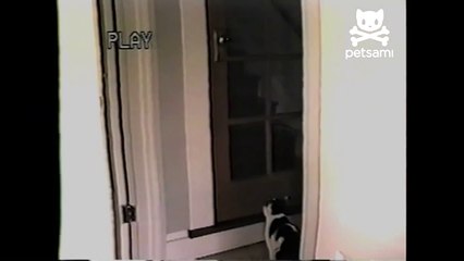 Hidden camera proves cats can open doors-LlyHWGHQJwM
