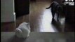 Colossal cat vs peppy pooch-sQcWy_qX8kQ