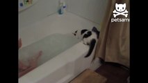 Curious kitten takes an accidental dive into the bath-aX-G-DDkB0I