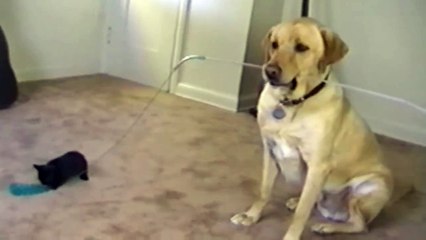 Big Brother Dog Plays With Tiny Kitten-AfLtOKxuTQ4