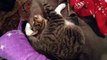 Cat Sleeps in Weirdest Position-Pwm4fiD-RrM