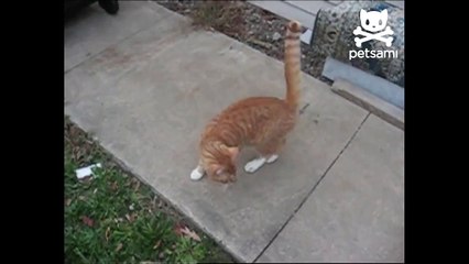 Cat falls off roof and lands perfectly on all feet-N0-5cbsJbUg