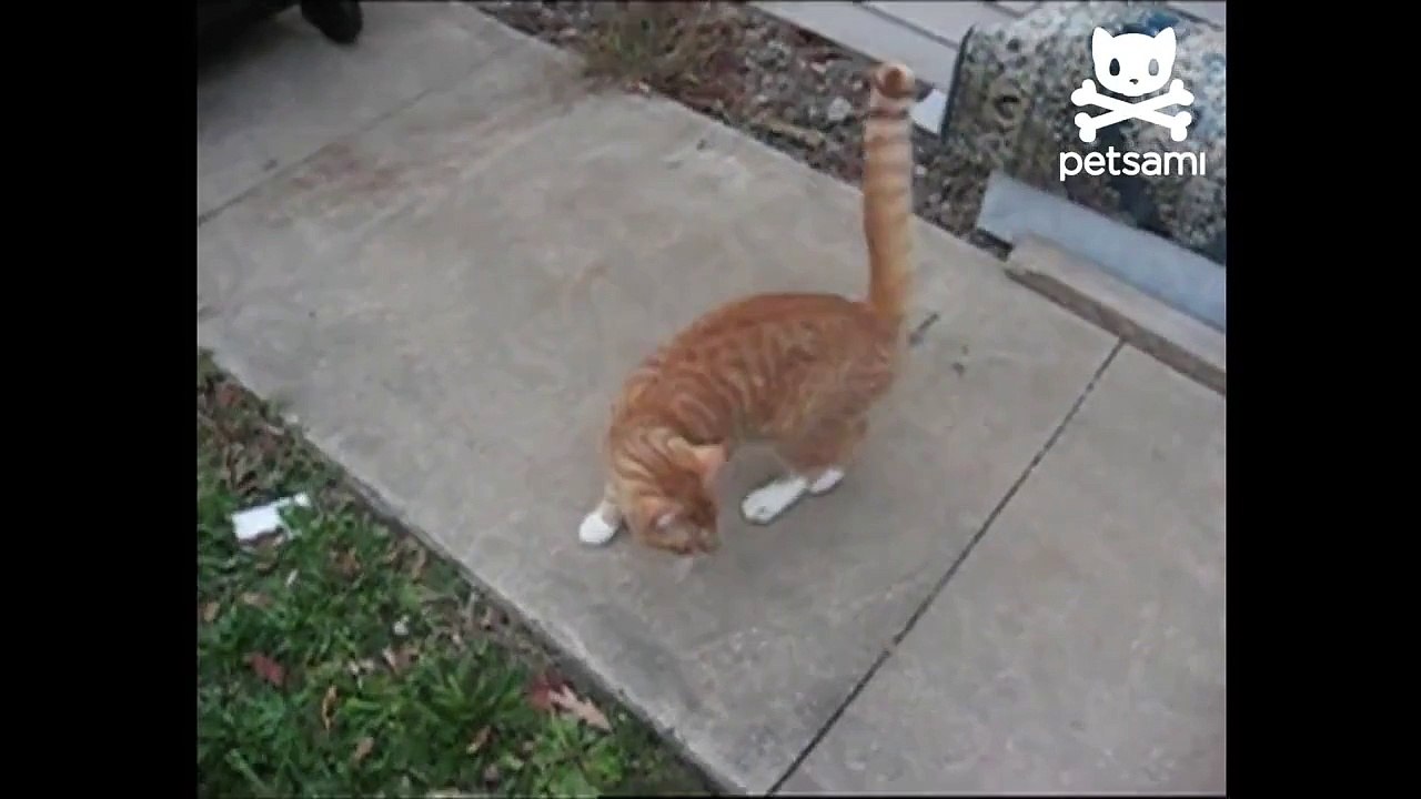 Cat falls off roof and lands perfectly on all feet-N0-5cbsJbUg