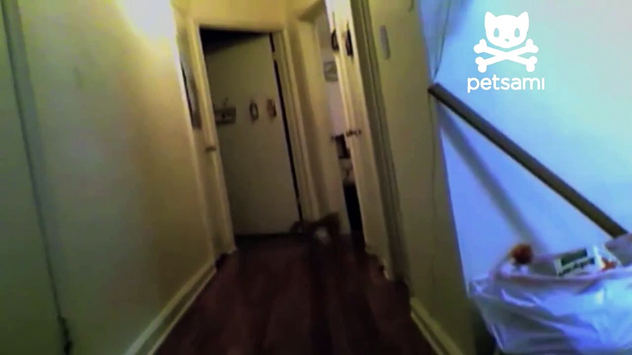 Cat goes crazy over shadow-nbR_X7BQdTA