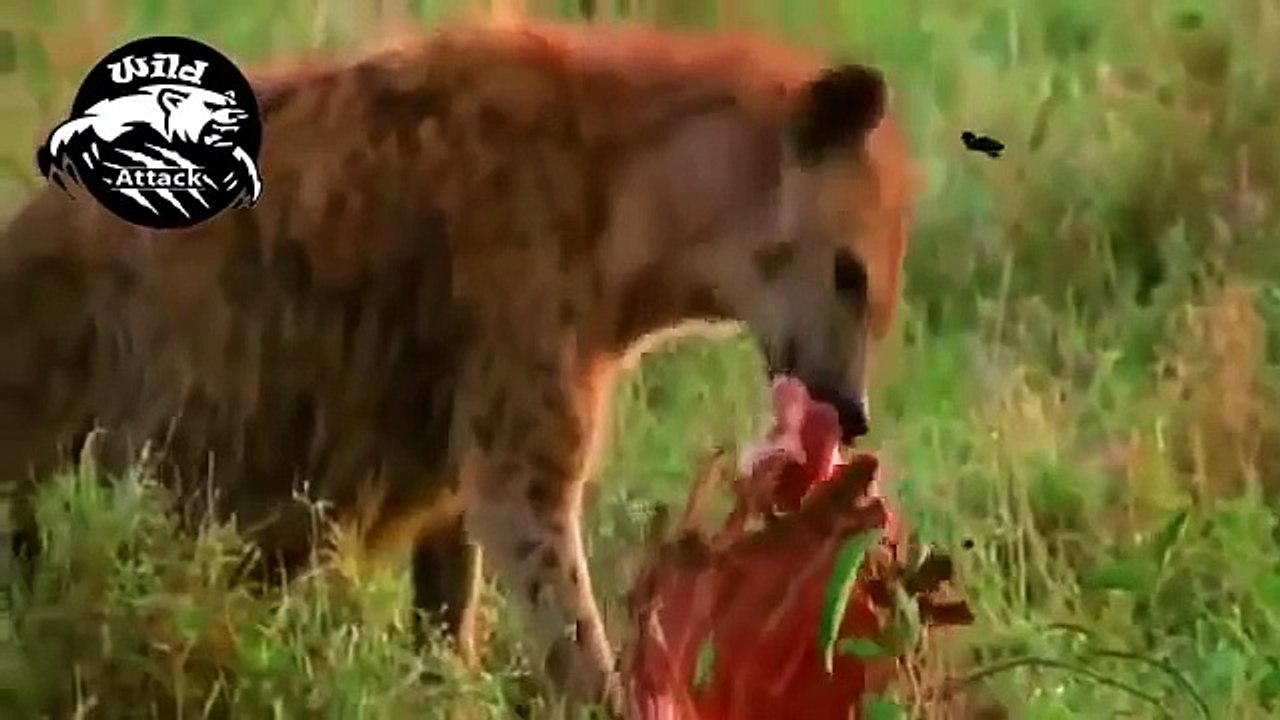animals fighting to death - hyena hunting buffalo  - wildlife animals attack