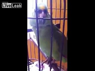 This Parrot Learned Some Dirty Rotten Tricks From His Family