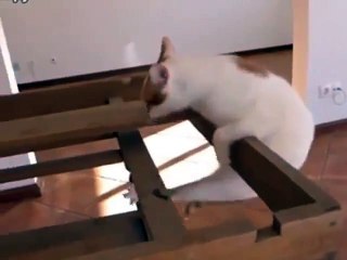 Несдающийся котяра