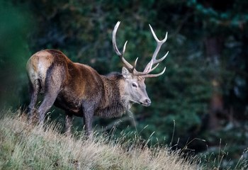 Brame du cerf  dans les montagnes des Pyrénées Orientales