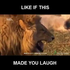lion laughing