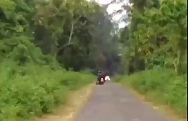 Its fear or stupidity