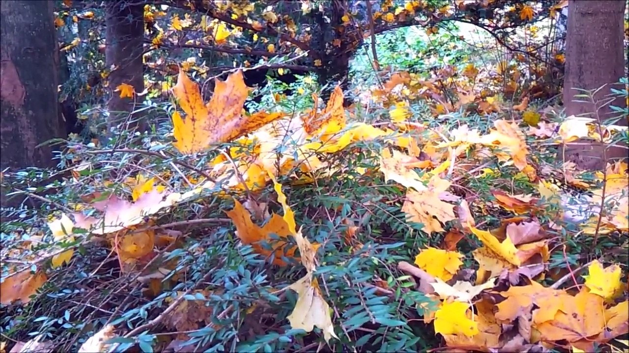 Zukunft baut Pinneberg - Zwischen Pinneberg und Thesdorf Oktober 2015 / Full Film